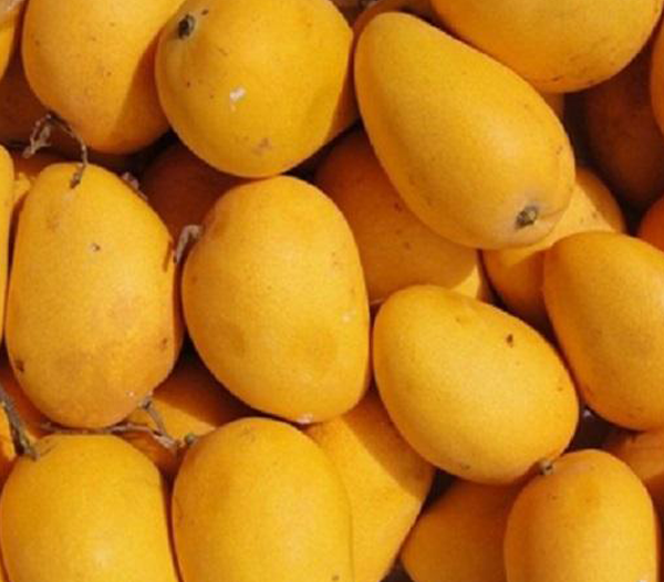 Alphanso Mangoes
