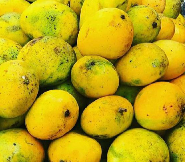 Badami Mangoes