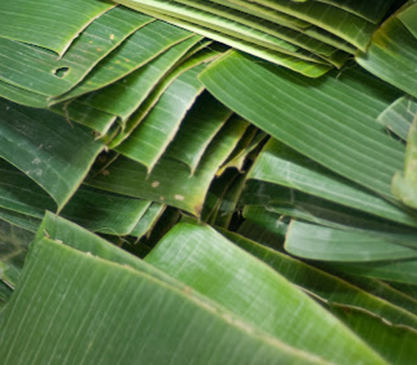 Banana leaf