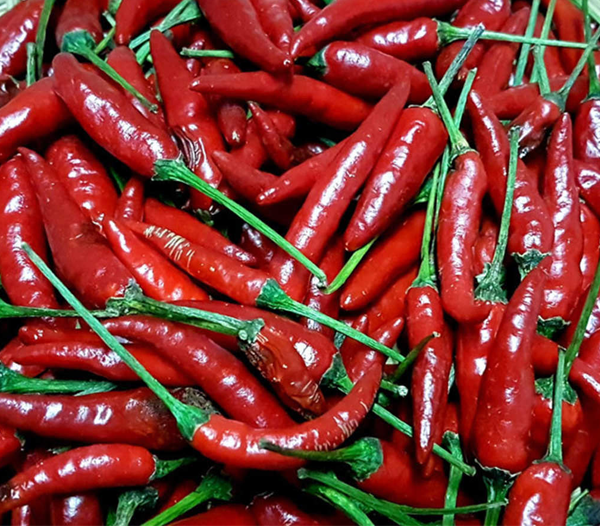 Birds eye chilli
