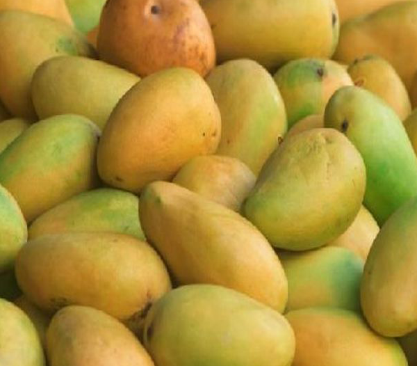 Kesar Mangoes