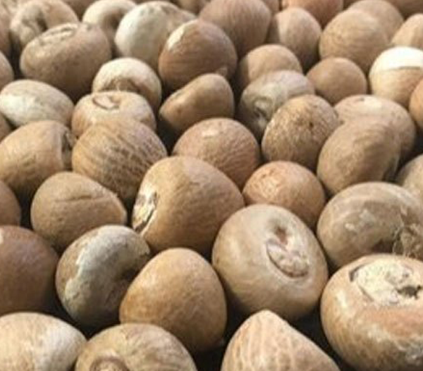 Betel nut Whole